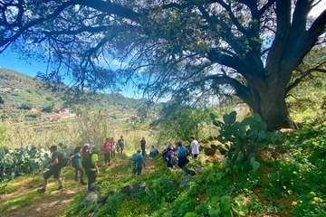 El Corredor Paisajístico de Telde se vuelve florido/TA.