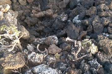 Montaña del Roso en Telde/TA.