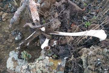 Montaña del Roso en Telde/TA.