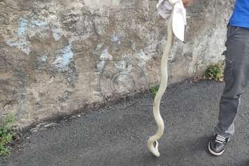 La culebra real de California zigzaguea ya por El Caracol Bajo de Telde/TA.