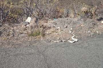  Hallada muerta una serpiente real Jinámar (Telde)/TA.