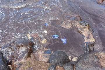 Alertan de la presencia de la 'carabela portuguesa' en playas de Telde/TA.