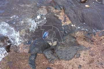 Alertan de la presencia de la 'carabela portuguesa' en playas de Telde/TA.