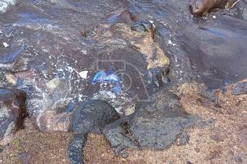 Alertan de la presencia de la 'carabela portuguesa' en playas de Telde/TA.