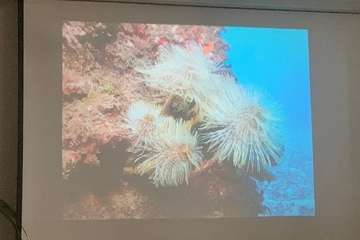 El FotoSub Costa de Telde entrega los premios de su séptima edición/TA.