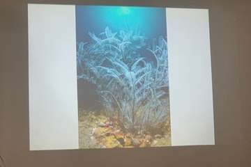 El FotoSub Costa de Telde entrega los premios de su séptima edición/TA.