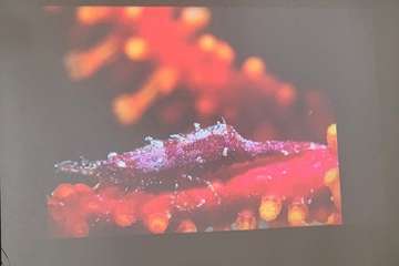 El FotoSub Costa de Telde entrega los premios de su séptima edición/TA.