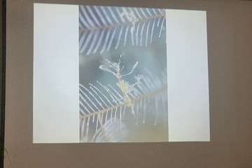 El FotoSub Costa de Telde entrega los premios de su séptima edición/TA.