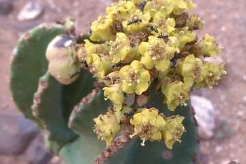 Montaña de Las Tabaibas/TA.
