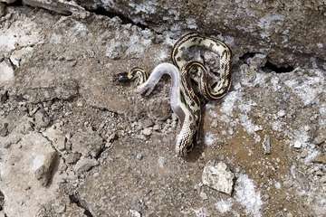 Las culebras reales se empadronan e el Balcón de Telde/TA.