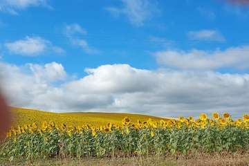 Senderistas de Telde culminan en siete días el tramo de Logroño a Burgos del Camino de Santiago/TA.