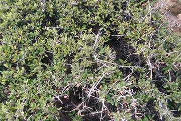 La montaña de Malfú/TA.