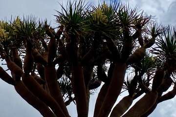 El Dragonal de Salinetas florece tras 20 años de lucha vecinal y ecologista/TA.