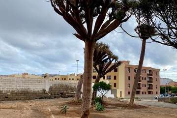 El Dragonal de Salinetas florece tras 20 años de lucha vecinal y ecologista/TA.