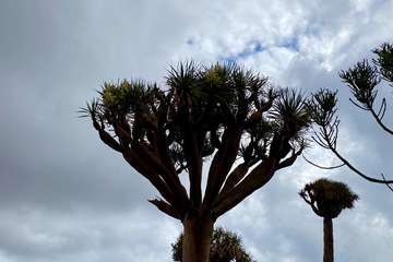 El Dragonal de Salinetas florece tras 20 años de lucha vecinal y ecologista/TA.
