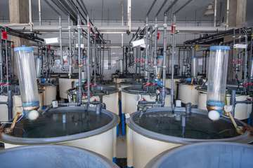 Visita a las instalaciones científicas de la ULPG en la costa de Taliarte-Telde/TA.