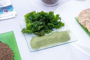 Visita a las instalaciones científicas de la ULPG en la costa de Taliarte-Telde/TA.