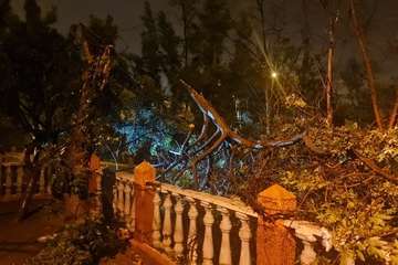 Las lluvias de Hermine provocan la caída de un árbol en el Valle de Jinámar (Telde) y de un parterre en El Goro/TA.