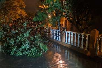 Las lluvias de Hermine provocan la caída de un árbol en el Valle de Jinámar (Telde) y de un parterre en El Goro/TA.