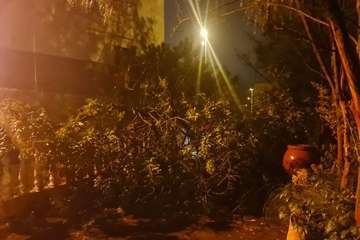 Las lluvias de Hermine provocan la caída de un árbol en el Valle de Jinámar (Telde) y de un parterre en El Goro/TA.