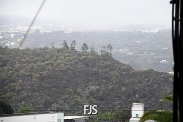 Las lluvias de Hermine provocan la caída de un árbol en el Valle de Jinámar (Telde) y de un parterre en El Goro/TA.