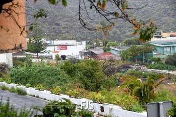 Las lluvias de Hermine provocan la caída de un árbol en el Valle de Jinámar (Telde) y de un parterre en El Goro/TA.