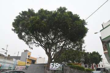 Las lluvias de Hermine provocan la caída de un árbol en el Valle de Jinámar (Telde) y de un parterre en El Goro/TA.