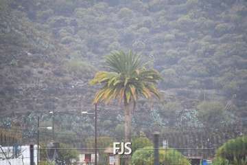 Las lluvias de Hermine provocan la caída de un árbol en el Valle de Jinámar (Telde) y de un parterre en El Goro/TA.
