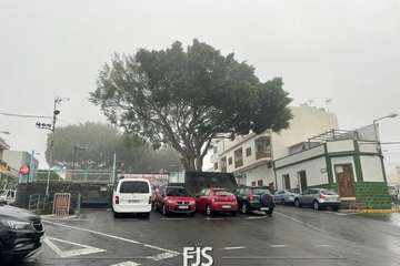 Las lluvias de Hermine provocan la caída de un árbol en el Valle de Jinámar (Telde) y de un parterre en El Goro/TA.