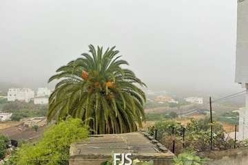 Las lluvias de Hermine provocan la caída de un árbol en el Valle de Jinámar (Telde) y de un parterre en El Goro/TA.