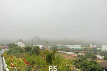 Las lluvias de Hermine provocan la caída de un árbol en el Valle de Jinámar (Telde) y de un parterre en El Goro/TA.