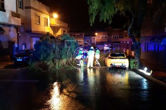 Un árbol se desploma sobre un vehículo en una calle de Lomo Cementerio (Telde)/TA.