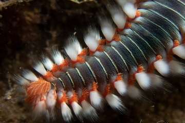 Éxito del Compasub Tufia