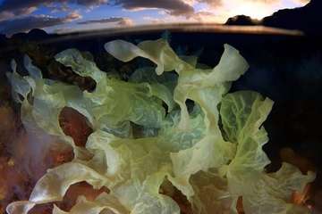 Foto de Arturo Telle premiada en El Hierro.