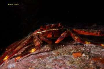 Éxito del Compasub Tufia