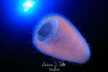Foto de Arturo Telle premiada en El Hierro.