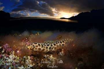 Foto de Arturo Telle premiada en El Hierro.