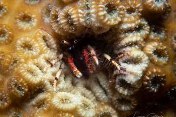 Éxito del Compasub Tufia