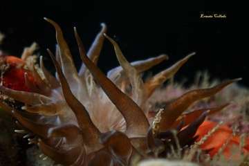 Éxito del Compasub Tufia