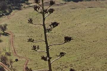 Denuncian la apertura de una pista en el fondo de la Caldera de los Marteles para grabar la serie 'El Zorro'/TA.