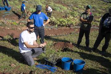 Telde planta 500 ejemplares de especies distintas en Calasio/TA.