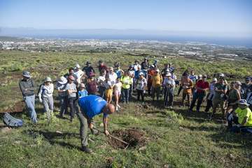 Telde planta 500 ejemplares de especies distintas en Calasio/TA.