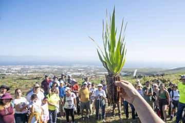 Telde planta 500 ejemplares de especies distintas en Calasio/TA.
