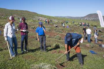 Telde planta 500 ejemplares de especies distintas en Calasio/TA.