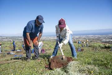 Telde planta 500 ejemplares de especies distintas en Calasio/TA.