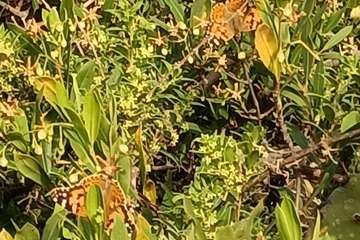  La montaña de Rosiana (1)/TA.