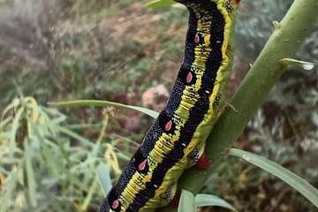 La metamorfosis de 'Hyles euphorbiae'/TA.