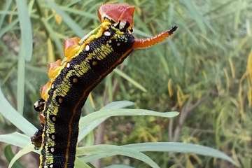 La metamorfosis de 'Hyles euphorbiae'/TA.