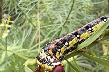 La metamorfosis de 'Hyles euphorbiae'/TA.