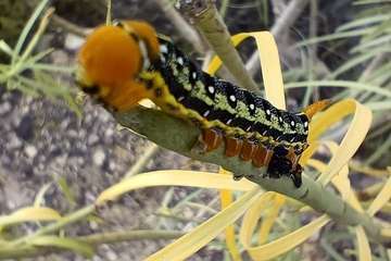 La metamorfosis de 'Hyles euphorbiae'/TA.